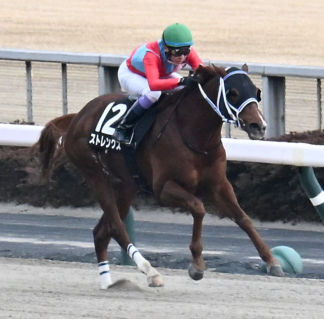 ストレングス（2026年2月撮影）