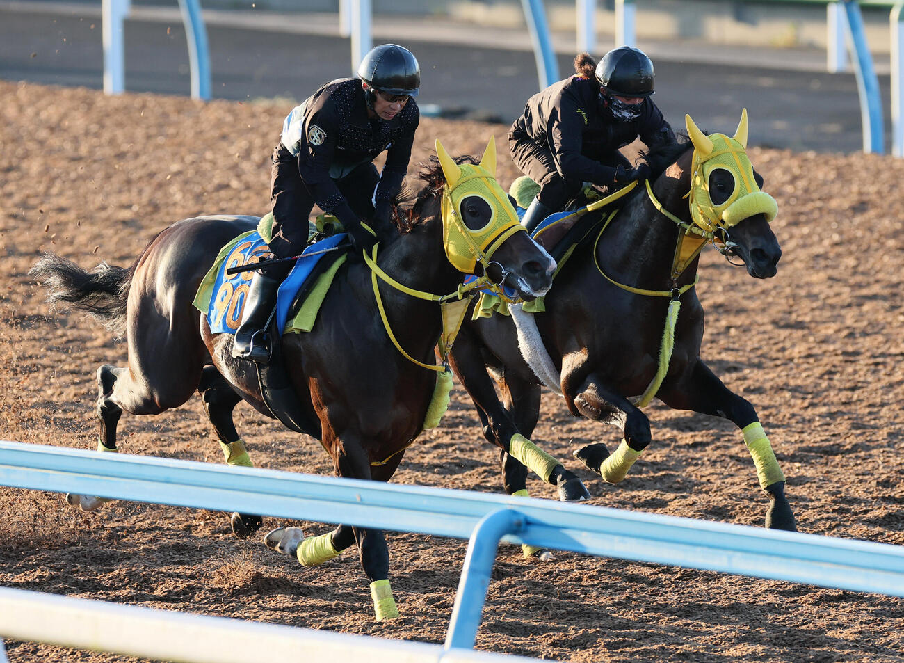 ウィルソンテソーロ（右）は美浦ウッドでコイオステソーロと併せて追い切られた（撮影・丹羽敏通）