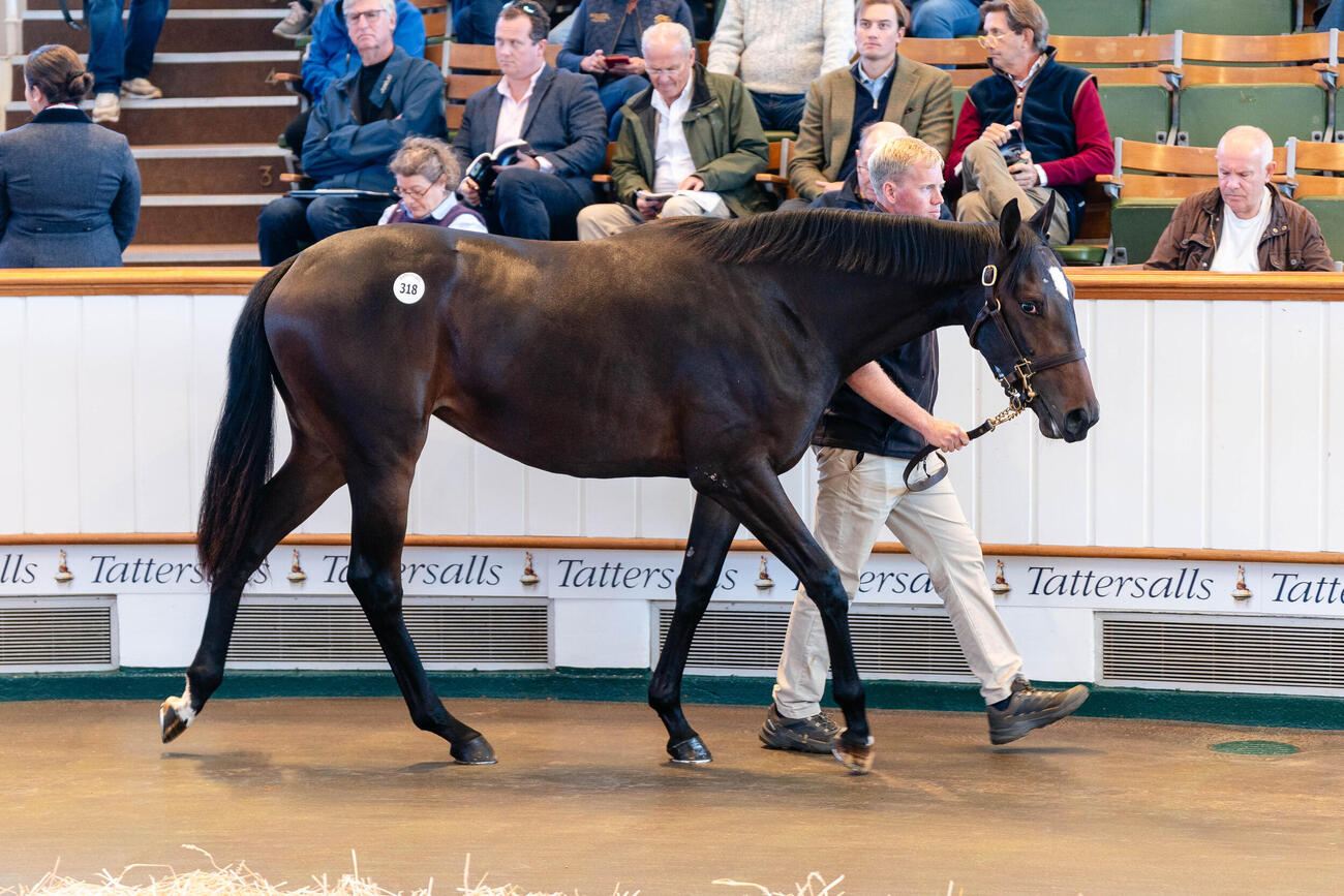 タタソールズで落札されたイクイノックス産駒（（C）Tattersalls）
