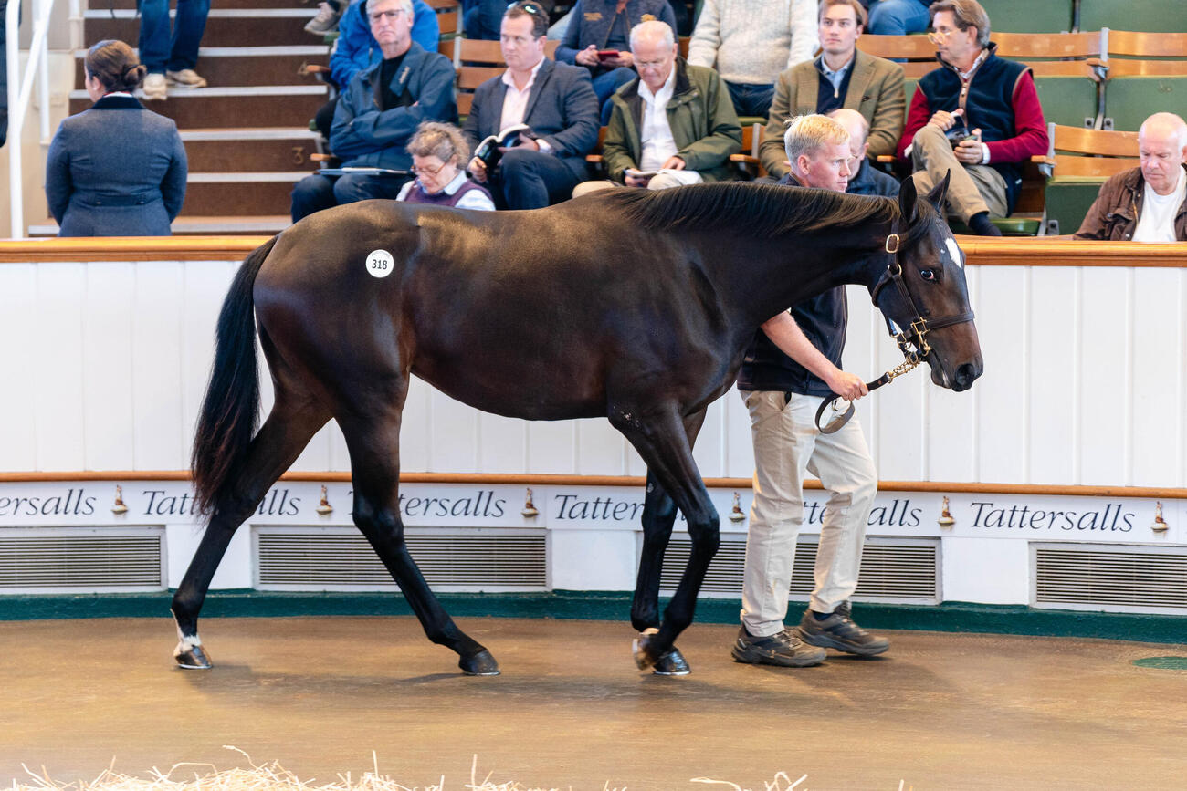 タタソールズで落札されたイクイノックス産駒（（C）Tattersalls）
