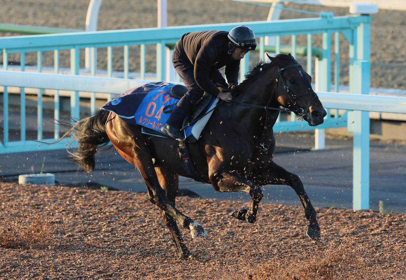 ルクソールカフェは美浦ウッドで追い切られた（撮影・丹羽敏通）
