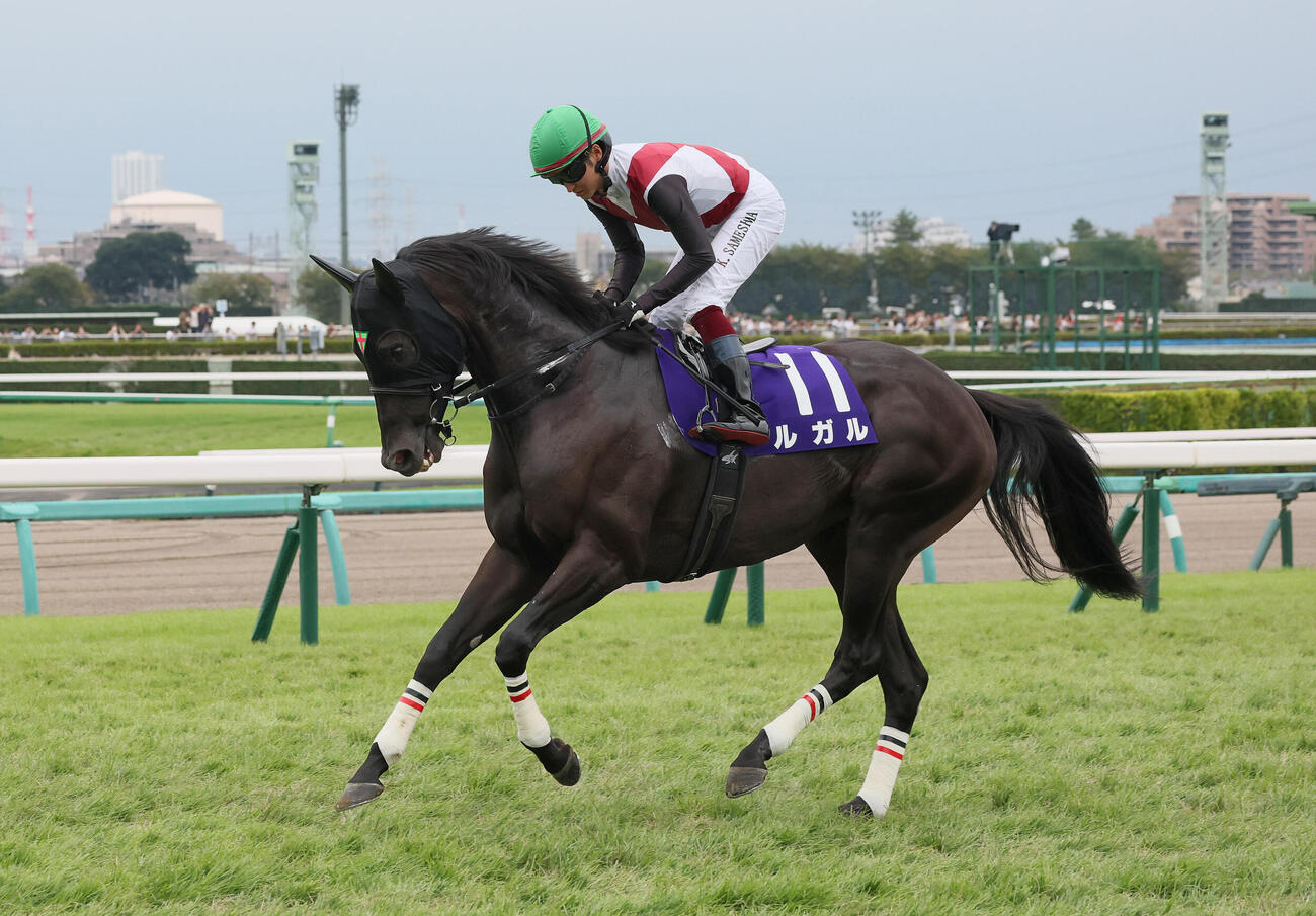 スプリンターズS14着に敗れたルガル