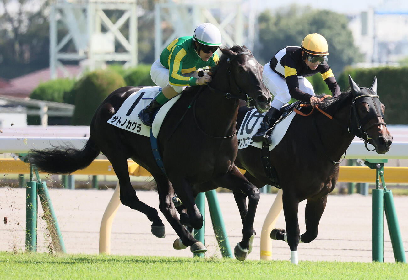 2歳新馬戦を制したサトノカグラ（左）と2着アスクゴクジョウ（撮影・丹羽敏通）