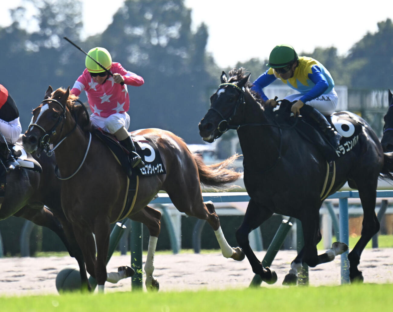 紫菊賞を制したビップヴィーナス（左）と2着ドラゴンバルド（撮影・和賀正仁）