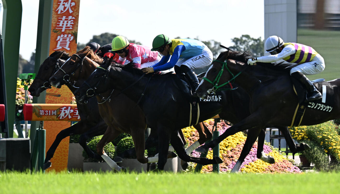 京都8R紫菊賞　ゴール前の混戦を制し紫菊賞に勝利したビップヴィーナス（左から2頭目）、2着ドラゴンバルド、3着ホウオウワールド（撮影・和賀正仁）