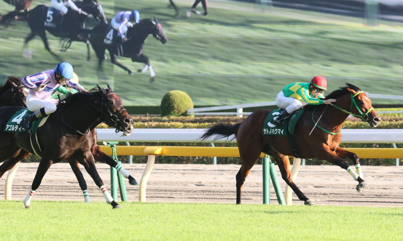 サウジアラビアRC2着に入ったサトノハクマイ（右）。左は勝ったアゴルディーノ（撮影・丹羽敏通）