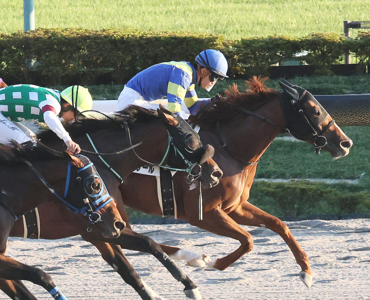 東京12R、3歳上1勝クラスを制したプレダトゥールと菅原明良騎手（撮影・丹羽敏通）