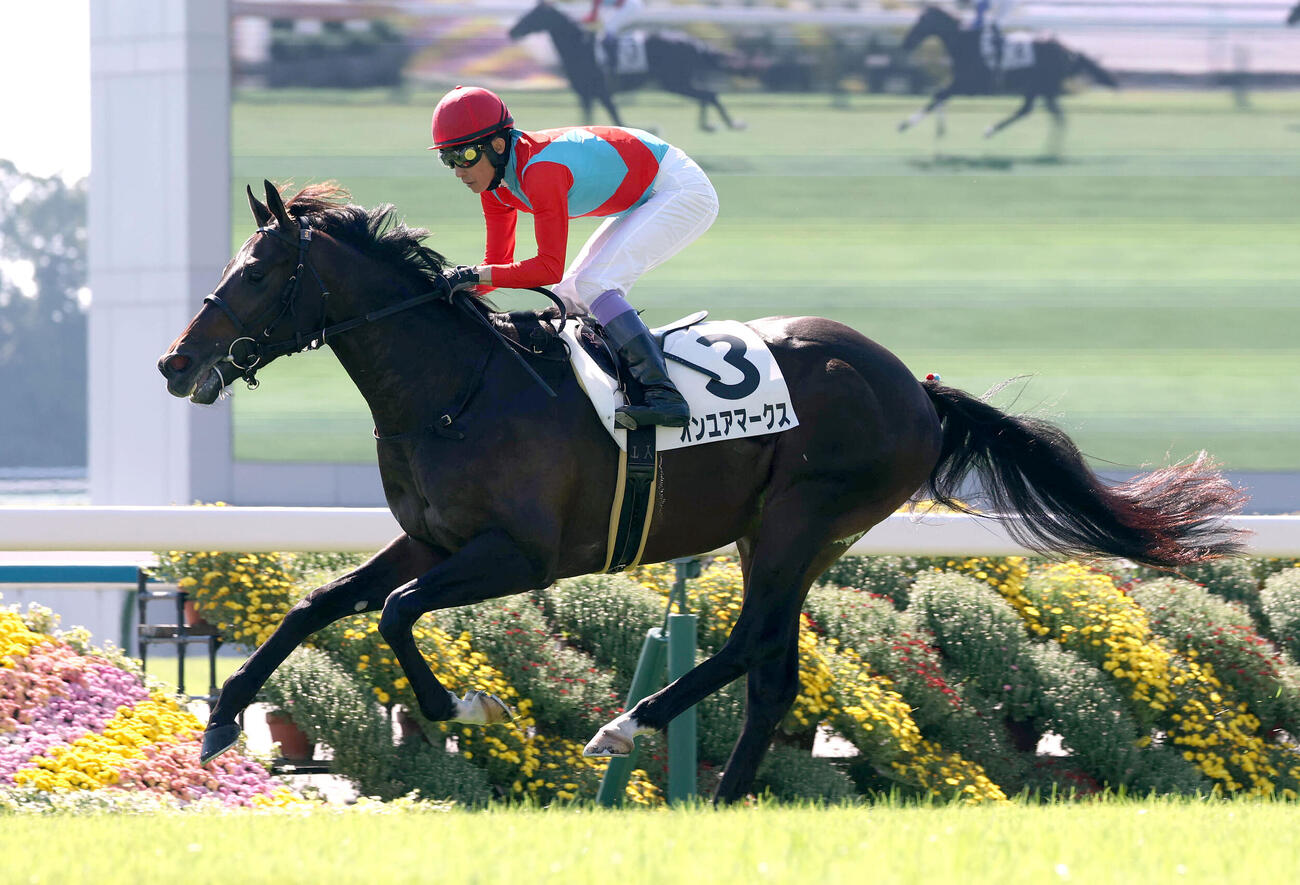 京都2R、武豊騎手を背に2歳未勝利をレコードタイムで勝ち上ったオンユアマークス（撮影・白石智彦）
