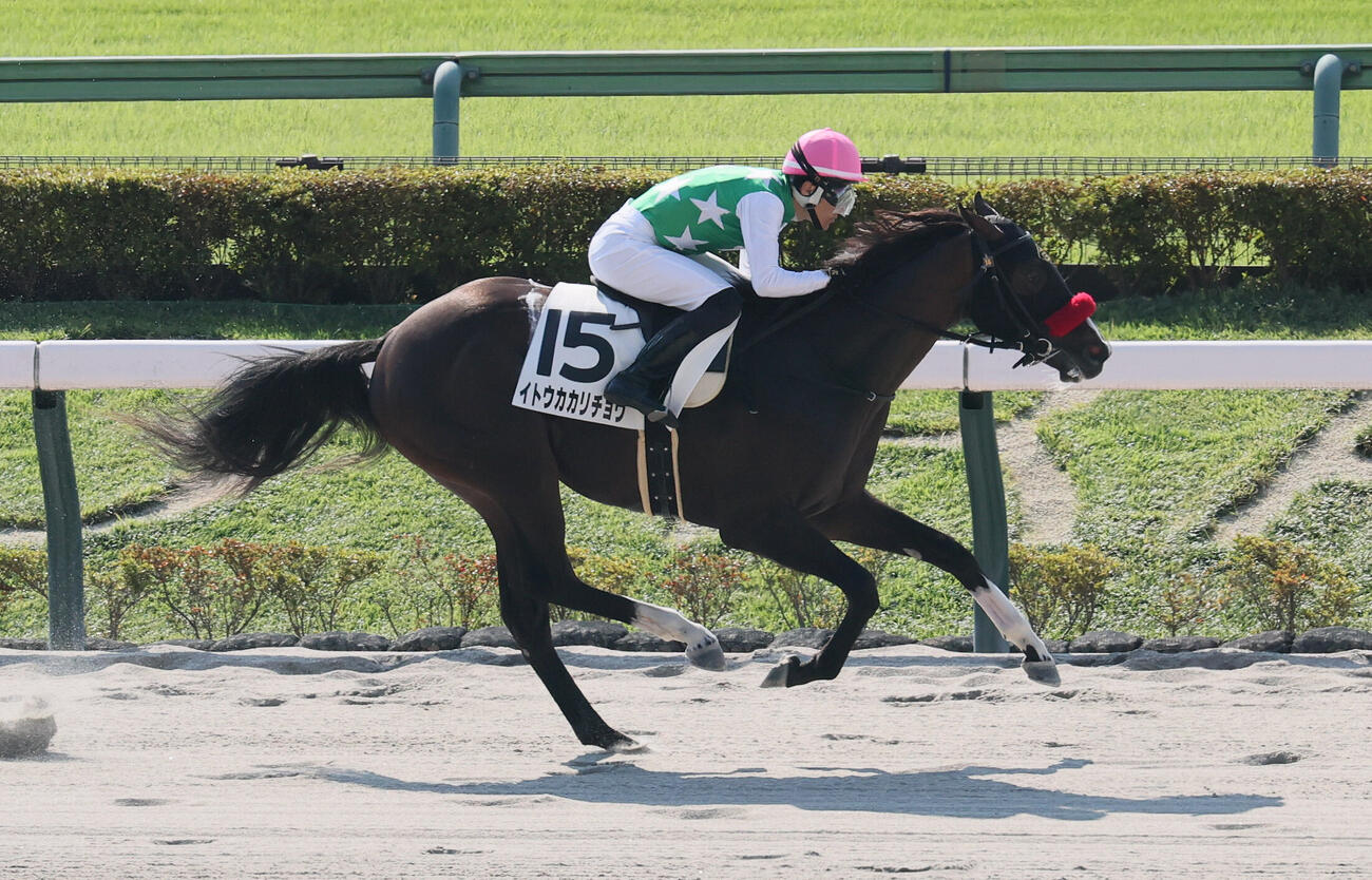 東京1R、2歳未勝利戦を制したイトウカカリチョウと丹内祐次騎手（撮影・丹羽敏通）
