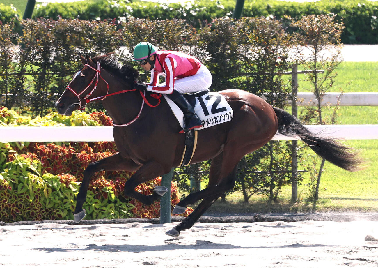 京都4R、直線抜け出して新馬戦を制したアメリカンソウル（撮影・白石智彦）