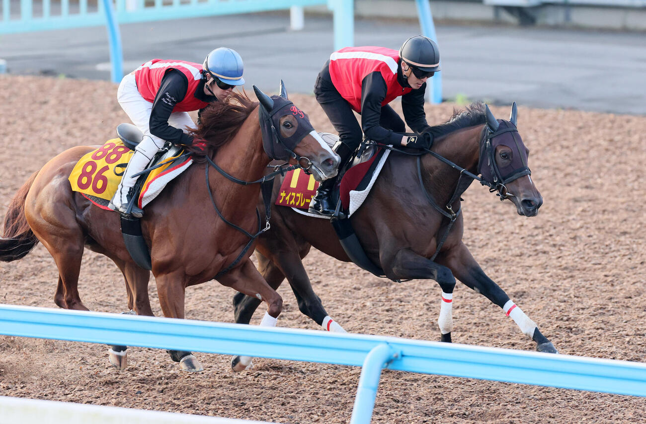14日、ナイスプレーアスク（右）は高木大輔調教助手を背に美浦ウッドでゼンダンタカと併せて追い切られた