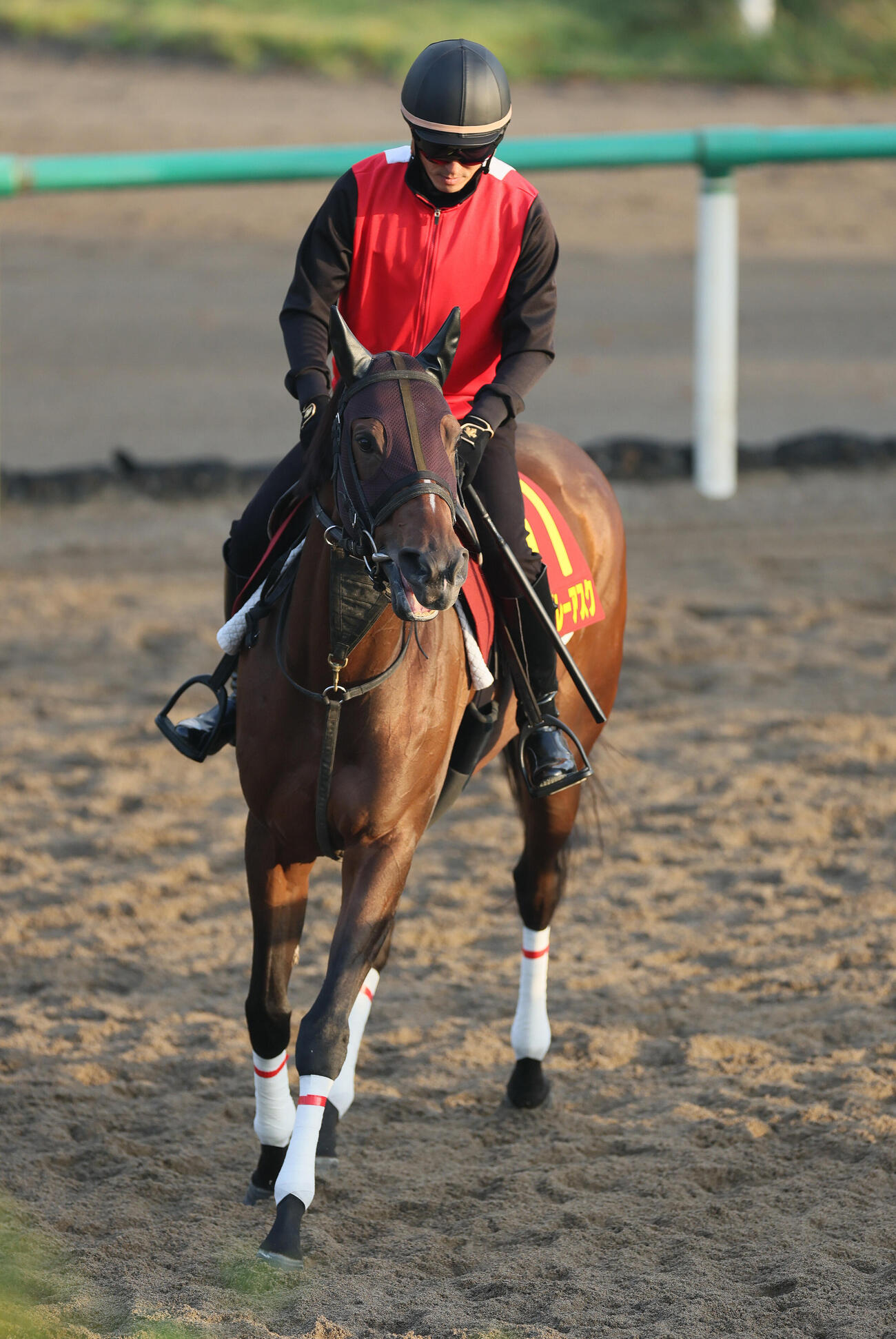 14日、角馬場で運動するナイスプレーアスク