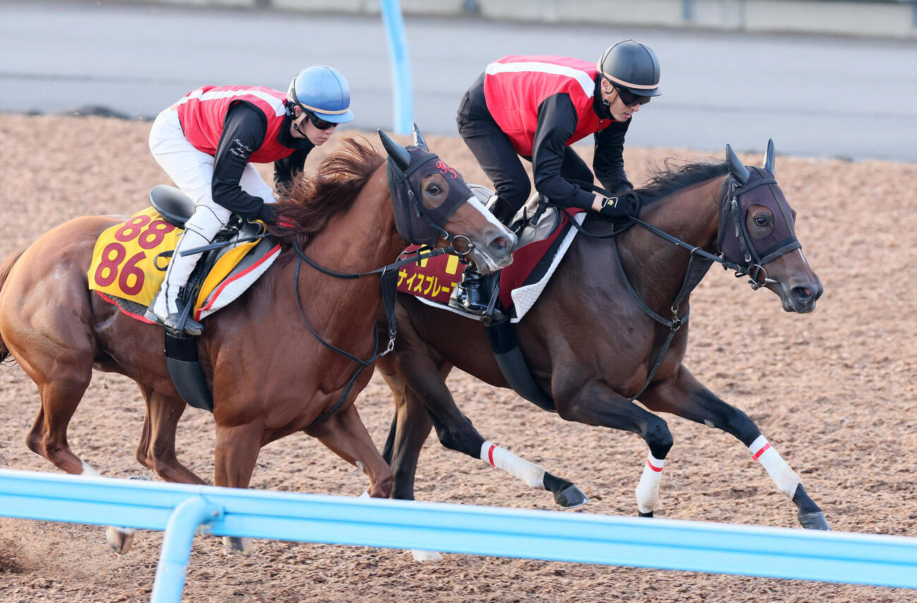 14日、ナイスプレーアスク（右）は高木大輔調教助手を背に美浦ウッドでゼンダンタカと併せて追い切られた