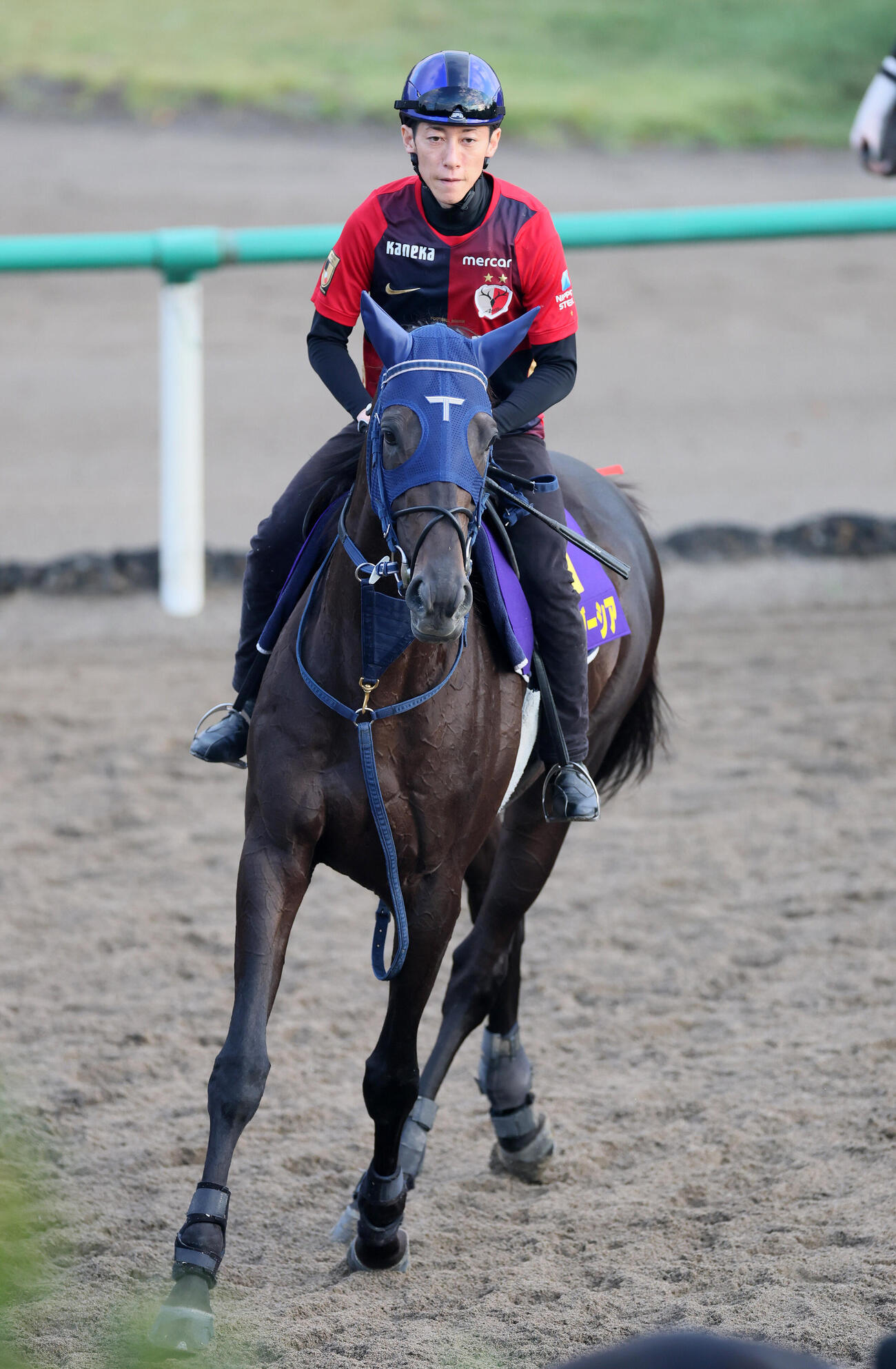 14日、角馬場で運動するアウダーシアと津村明秀騎手