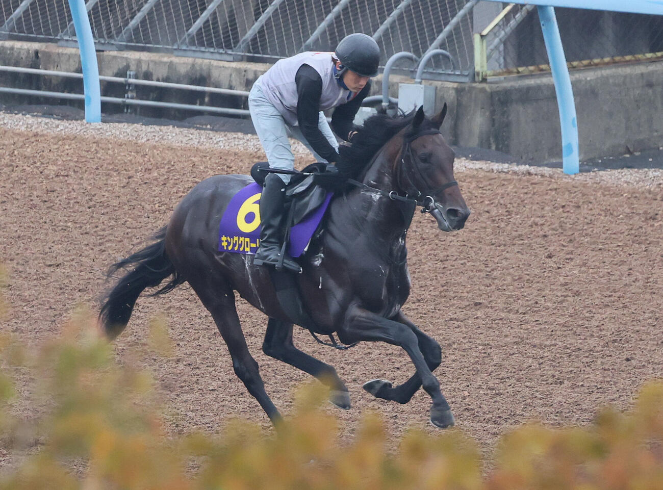 14日、美浦ウッドで運動するキンググローリー