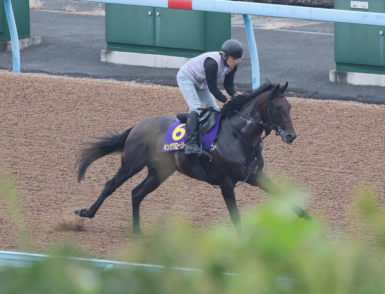 14日、美浦ウッドで運動するキンググローリー