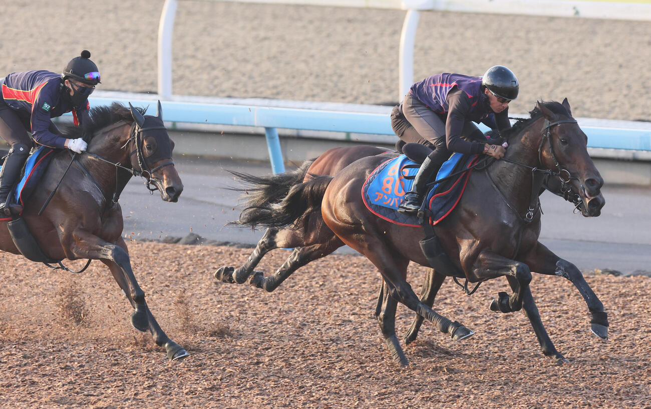 14日、アンパドゥ（右）は美浦ウッドを3頭併せで追い切られた