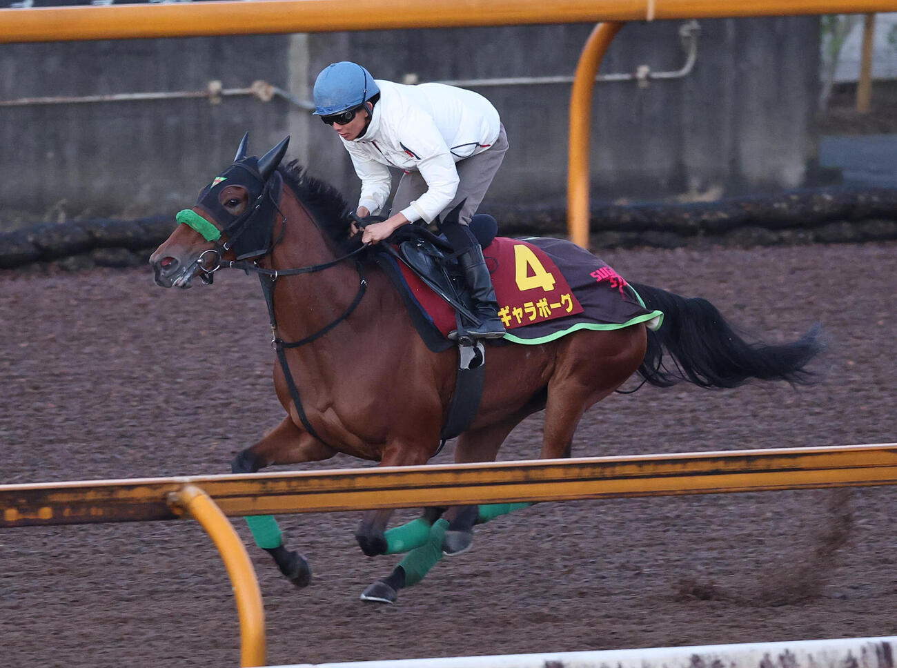 泉谷楓真騎手を背にCウッドを単走で追い切るギャラボーグ（撮影・白石智彦）