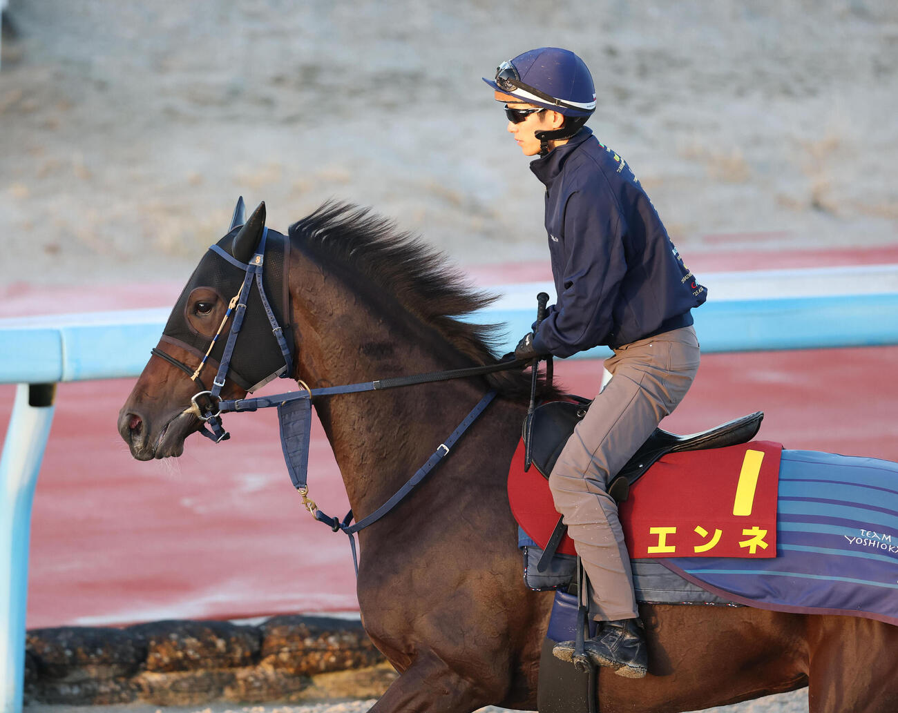 坂井瑠星騎手を背に馬場入りするエンネ（撮影・白石智彦）
