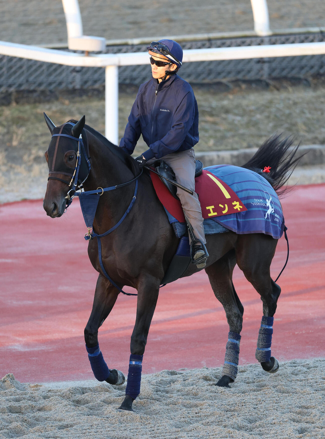 坂井瑠星騎手を背に馬場入りするエンネ（撮影・白石智彦）