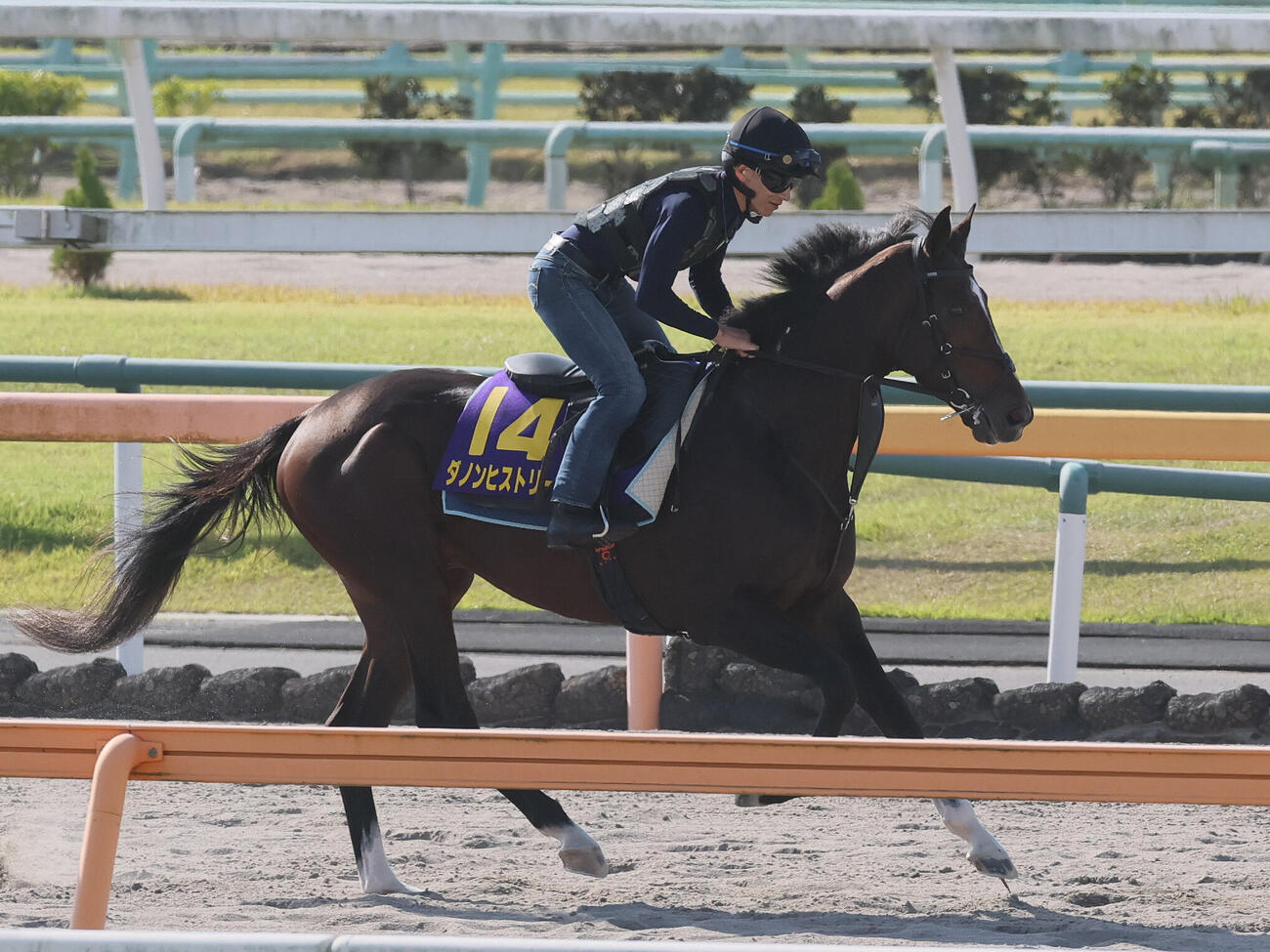 ダートコースで運動するダノンヒストリー（撮影・丹羽敏通）