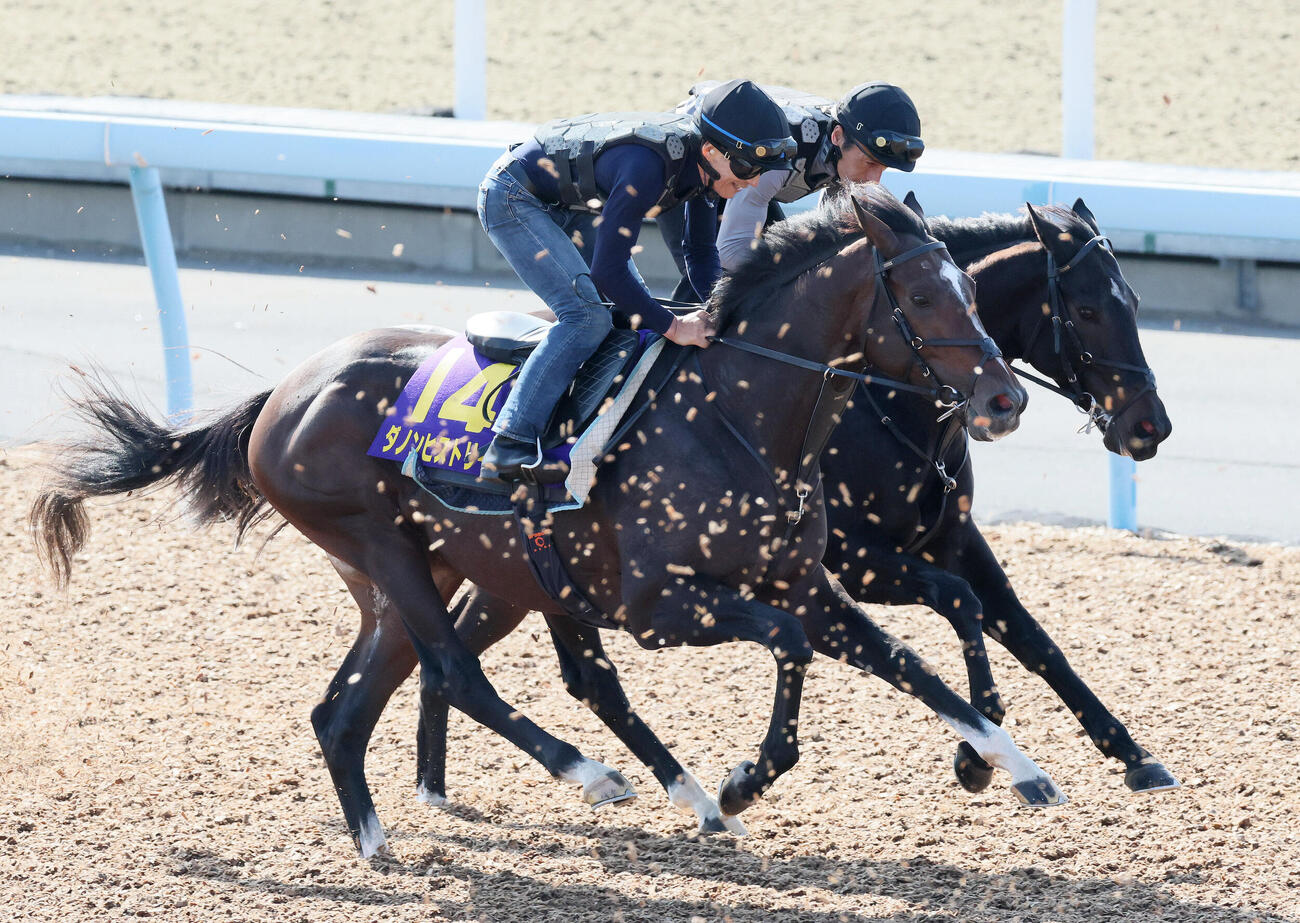 ダノンヒストリー（手前）は美浦ウッドを併せ馬で追い切られた（撮影・丹羽敏通）