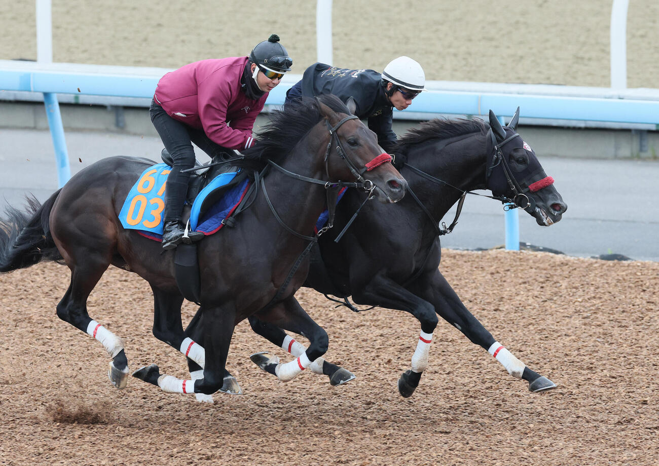 15日、エコロデュエル（奥）は草野太郎騎手を背に美浦ウッドでエコロレイズと併せて追い切られた