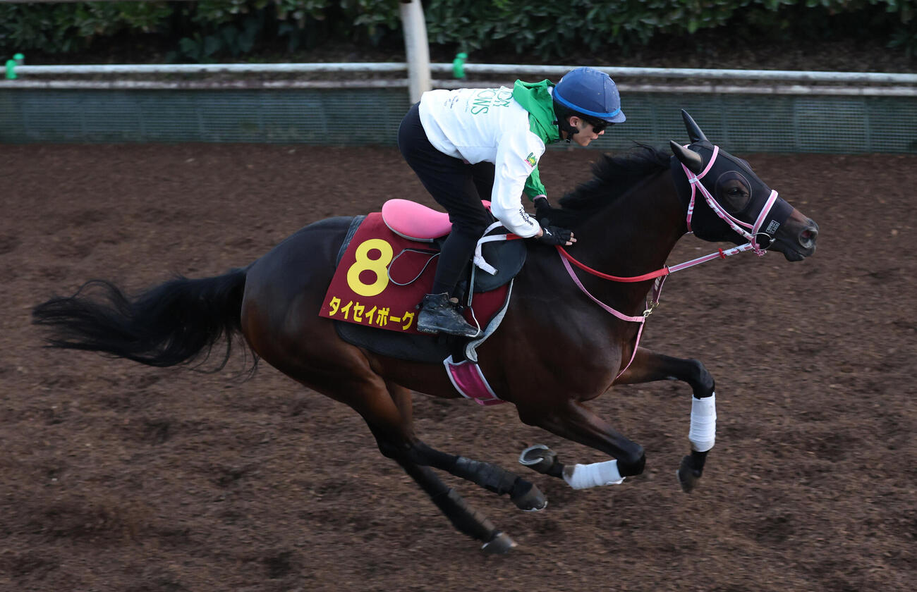 西村を背に坂路で追い切るタイセイボーグ