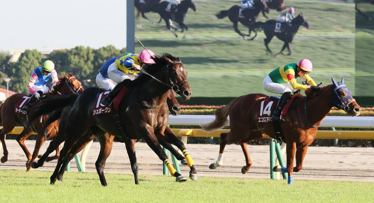 富士Sを制したシュガークンと吉村誠之助騎手（手前）。奥は3着エコロアルバ（撮影・丹羽敏通）