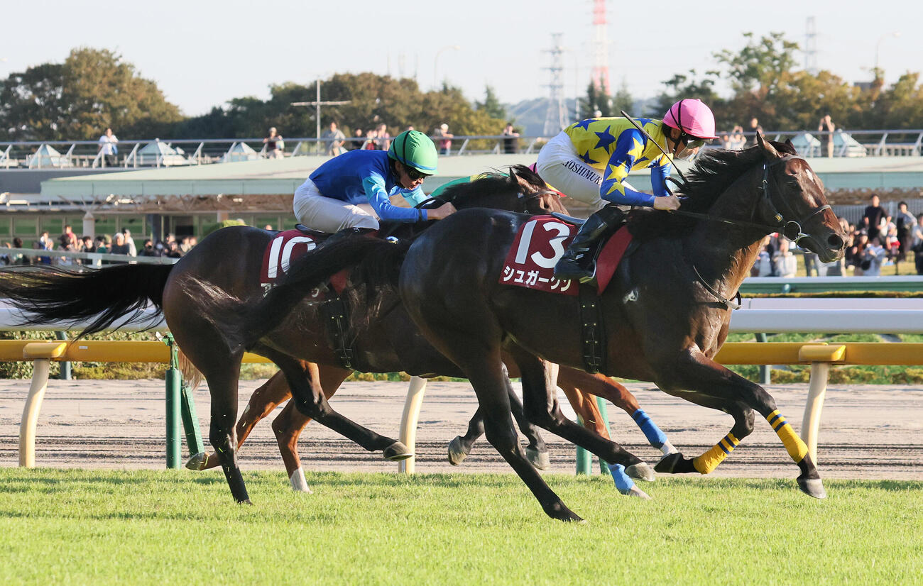 富士Sを制したシュガークンと吉村誠之助騎手（撮影・丹羽敏通）