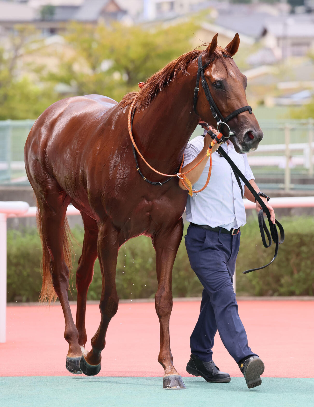 阪神6R　新馬戦を制したエピドゥブレ（26年9月撮影）