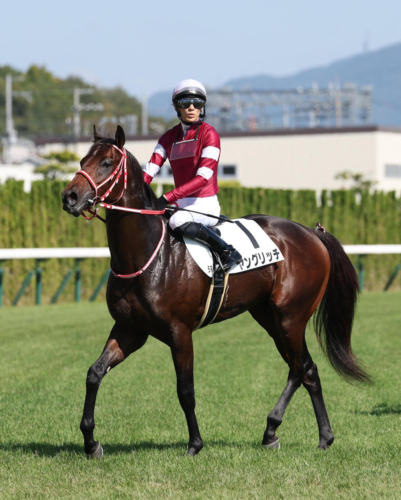 京都5R、新馬戦で3着に敗れたヤングリッチ（撮影・白石智彦）