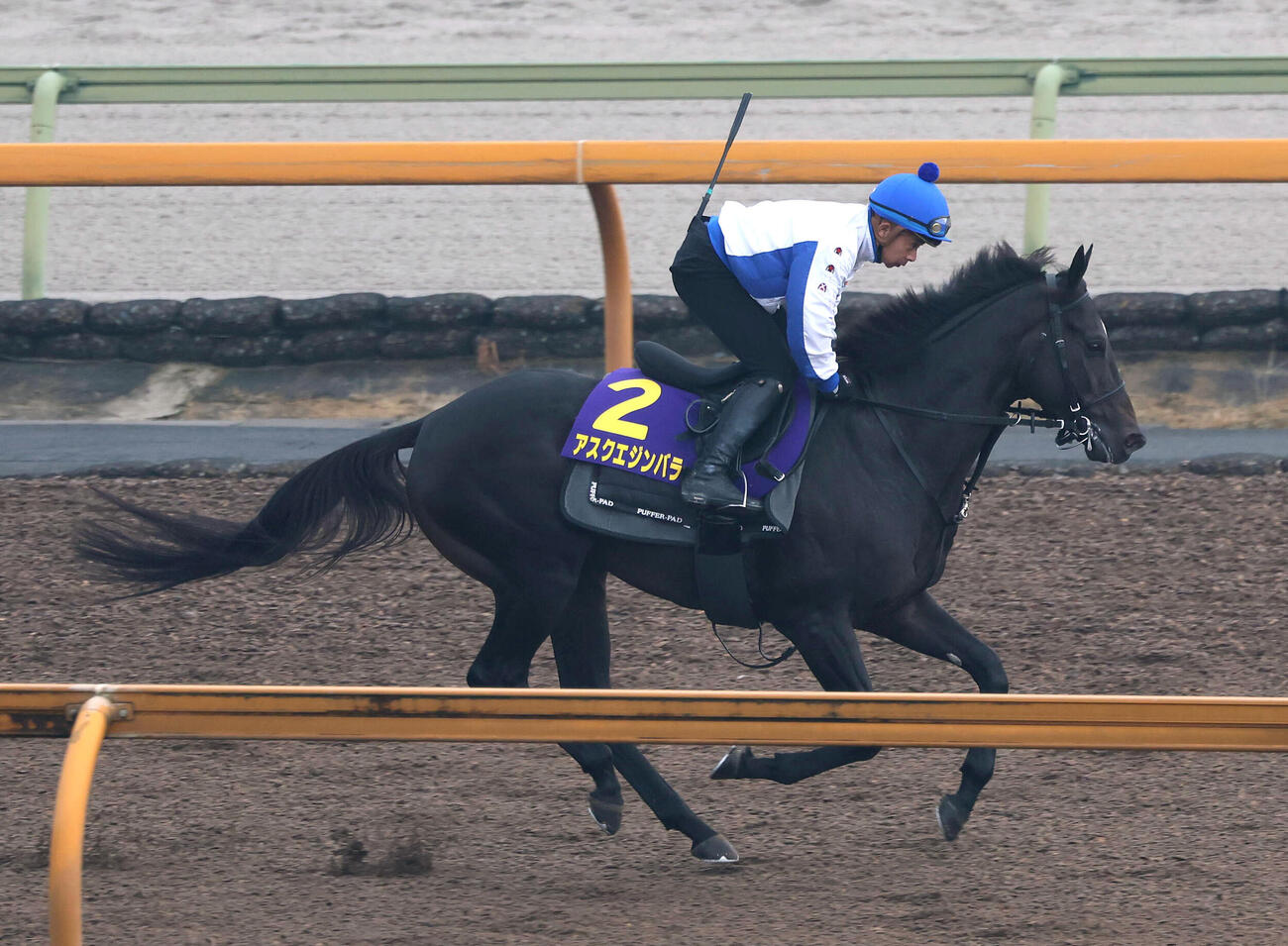 20日、岩田康誠騎手を背にCウッドでキャンター調整するアスクエジンバラ