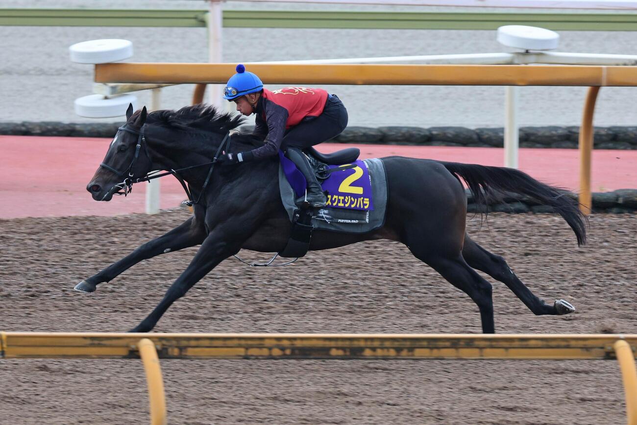 菊花賞　岩田康誠騎手が騎乗し、Cウッドコースで抜群の動きを見せたアスクエジンバラ