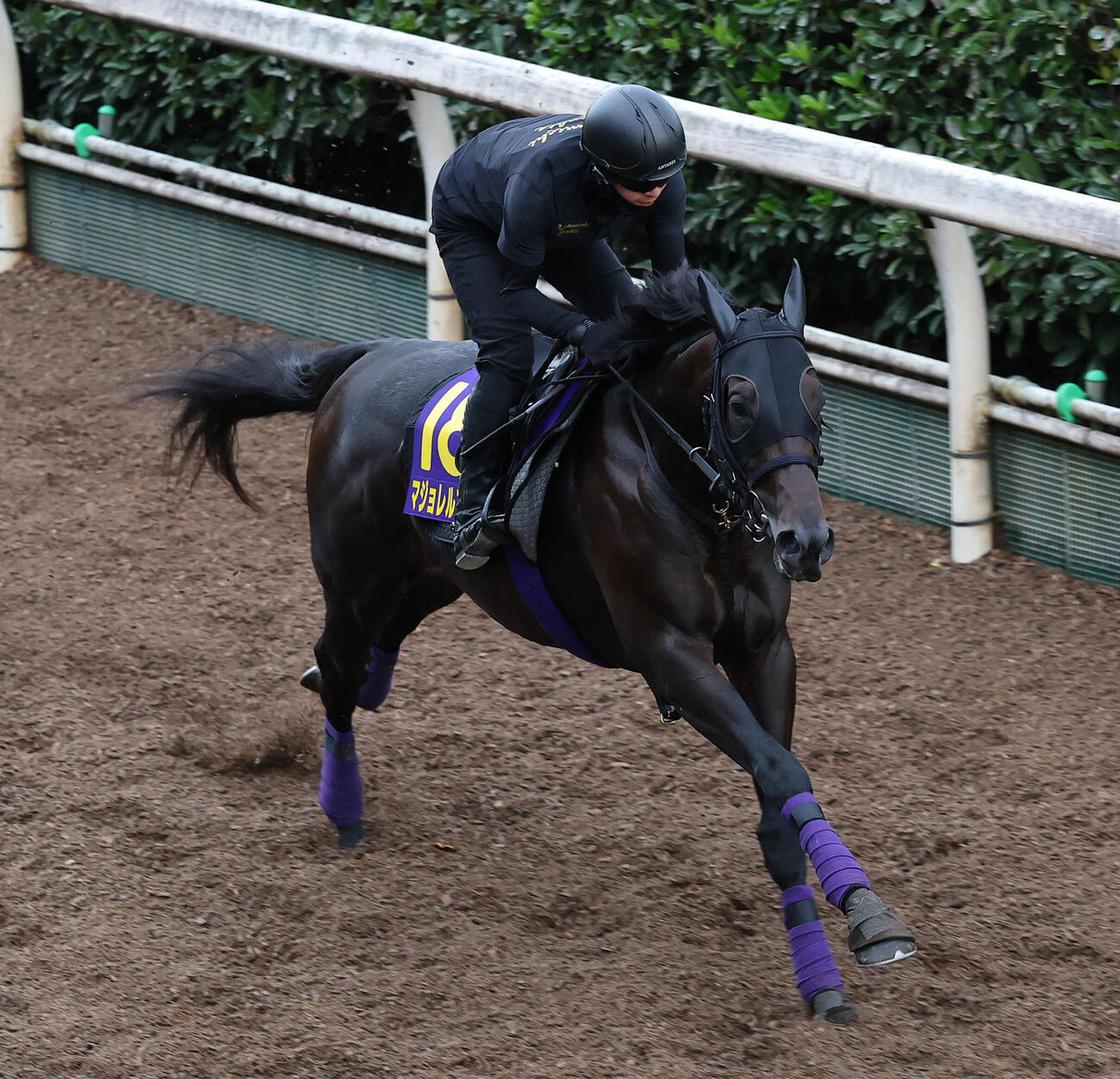 坂路を単走で追い切るマジョレルブルー（撮影・白石智彦）