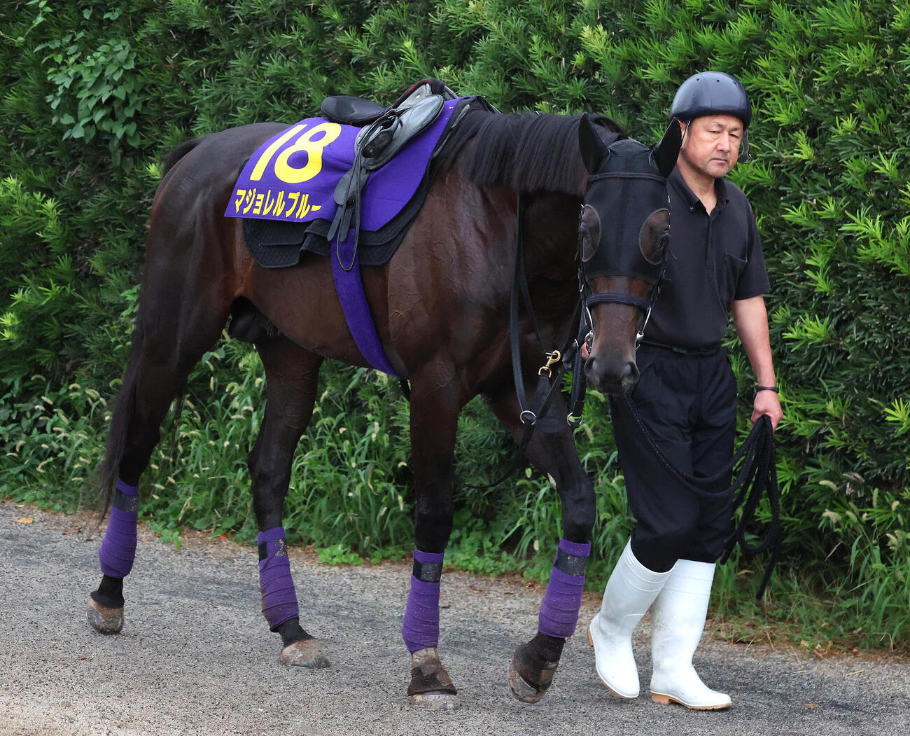 厩舎周りで上がり運動するマジョレルブルー