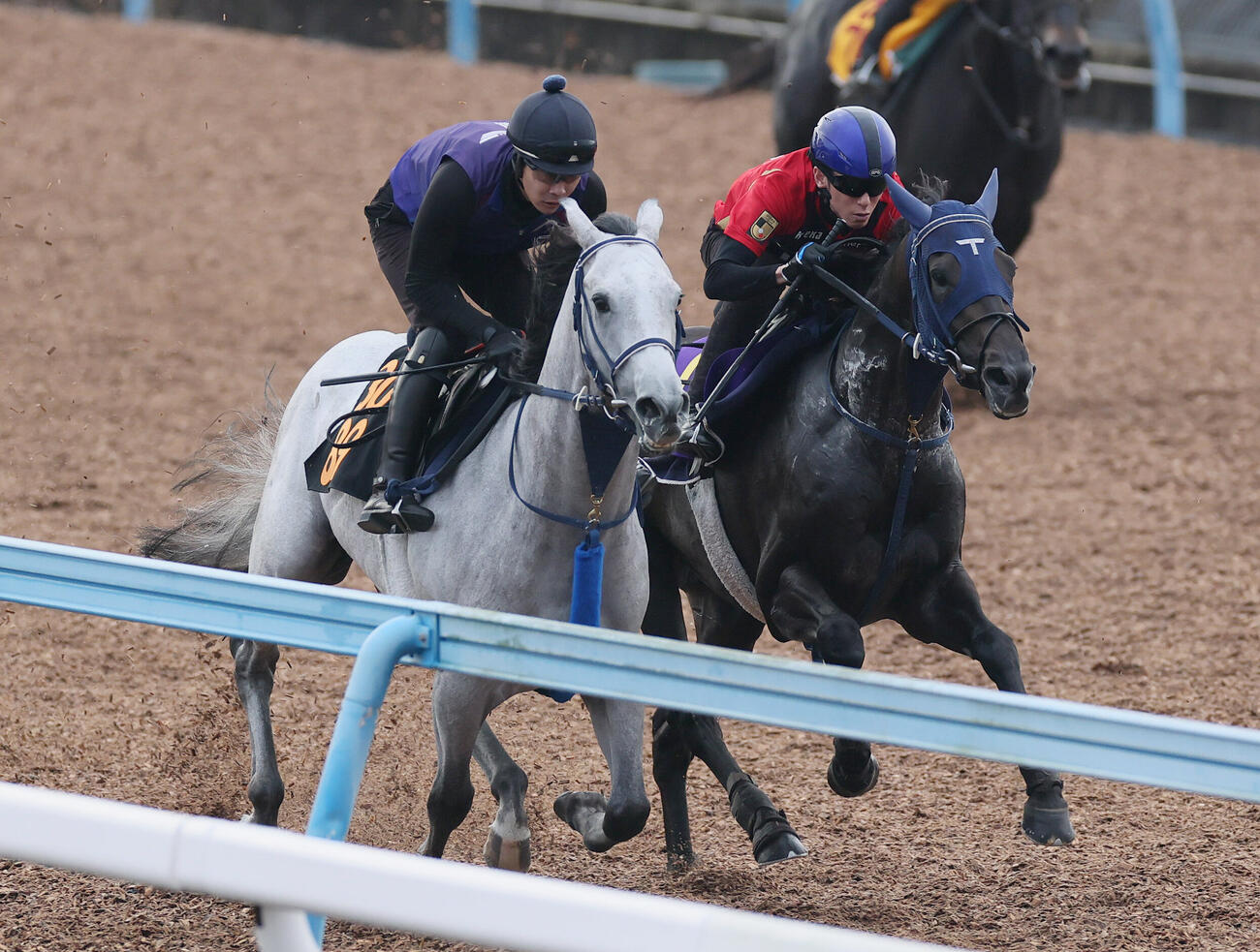 アウダーシア（右）は津村明秀騎手を背に美浦ウッドでヴェルバーニアと併せて追い切られた（撮影・丹羽敏通）