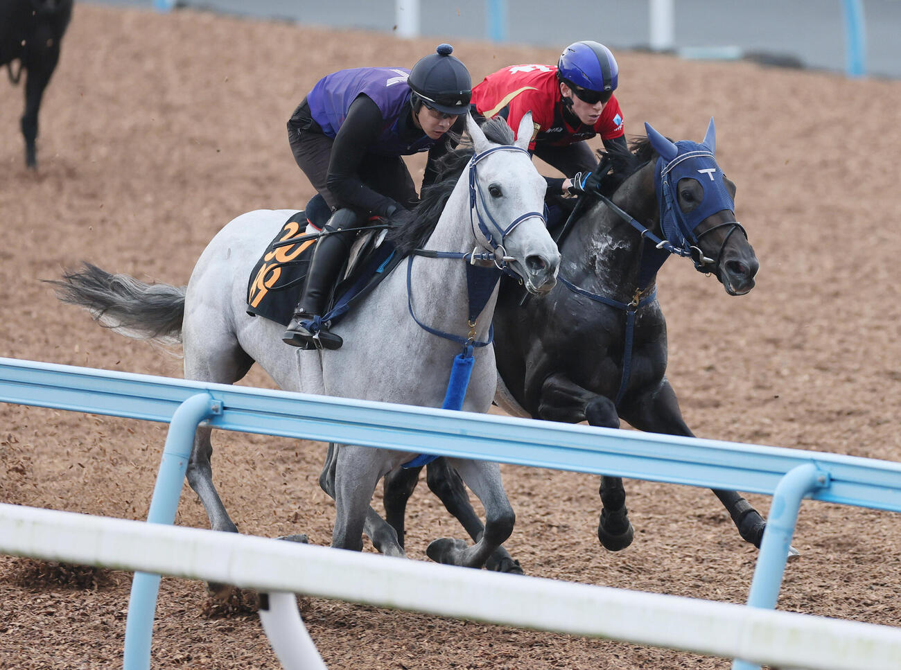 アウダーシア（右）は津村明秀騎手を背に美浦ウッドでヴェルバーニアと併せて追い切られた（撮影・丹羽敏通）