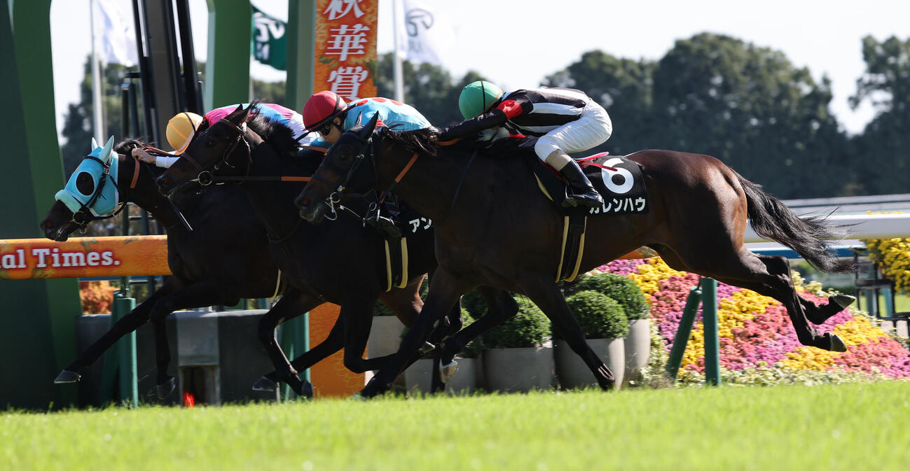 もみじSは松山弘平騎手のロンドンガーズ（左）が3頭が競り合う激戦を制した（2026年10月17日撮影）