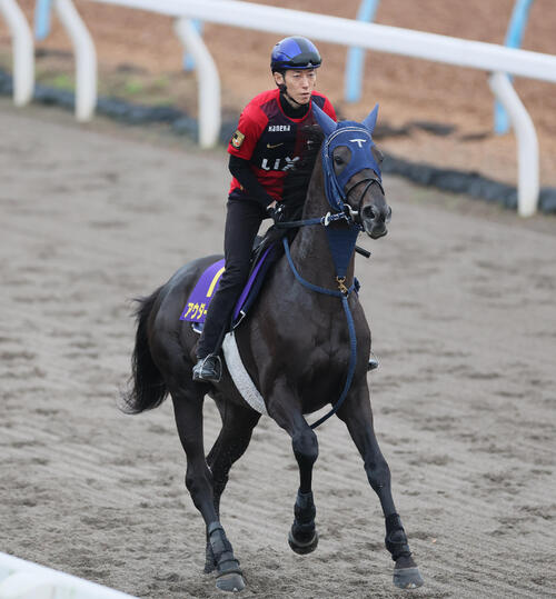 【菊花賞】３番アウダーシア「大外でなければいいと思っていました」／枠順確定