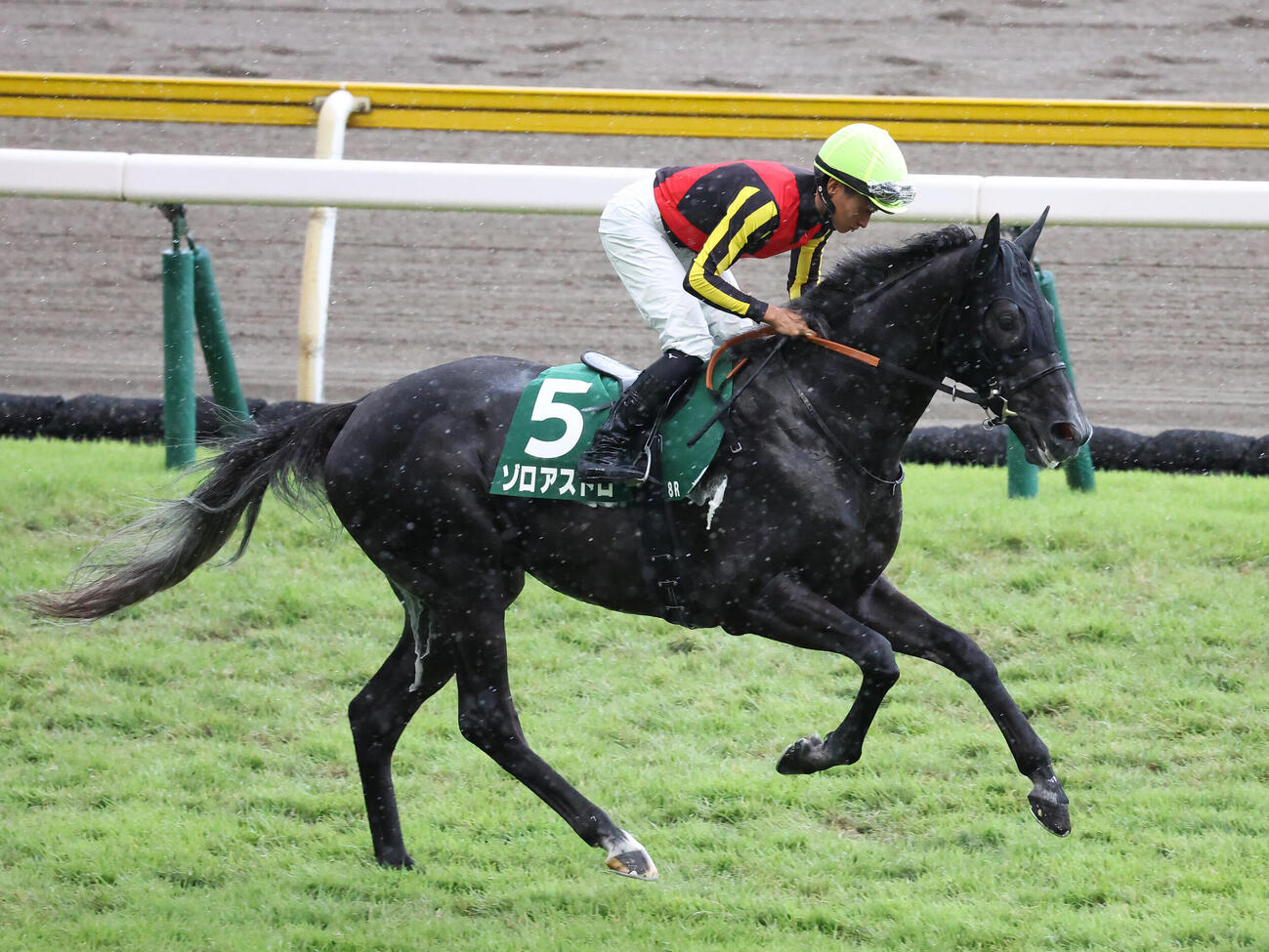 新潟記念を制したゾロアストロ（2026年8月撮影）