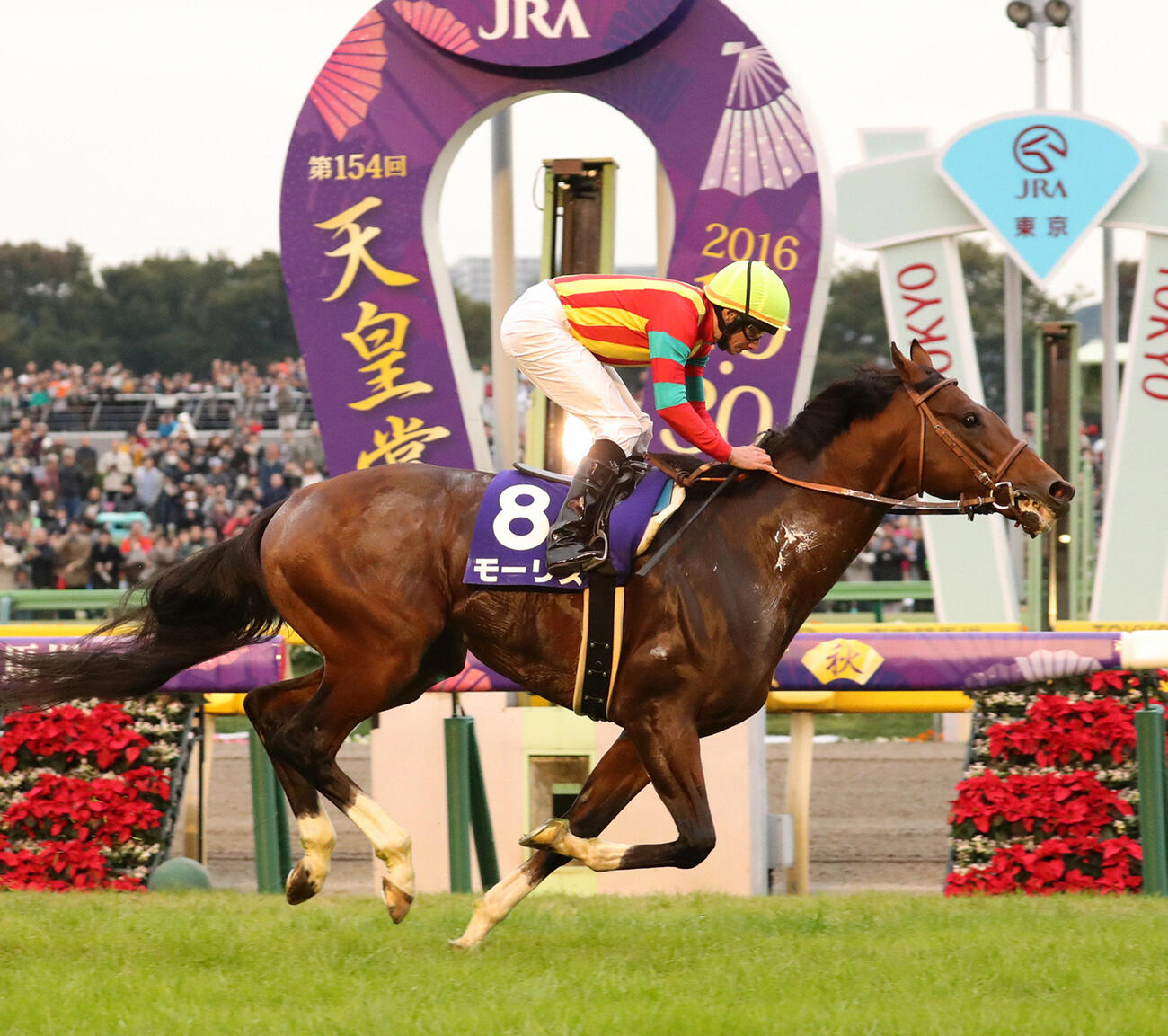モーリス（2016年10月30日撮影）
