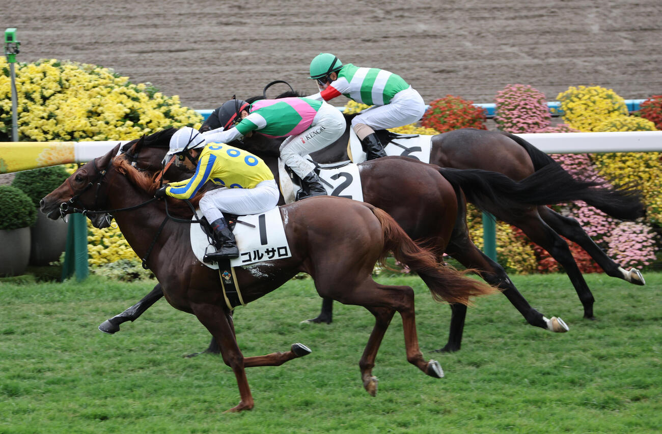 京都3R 2歳未勝利は戸崎圭太騎手のコルサロが外から差し切り勝ちを決めた（撮影・西尾就之）