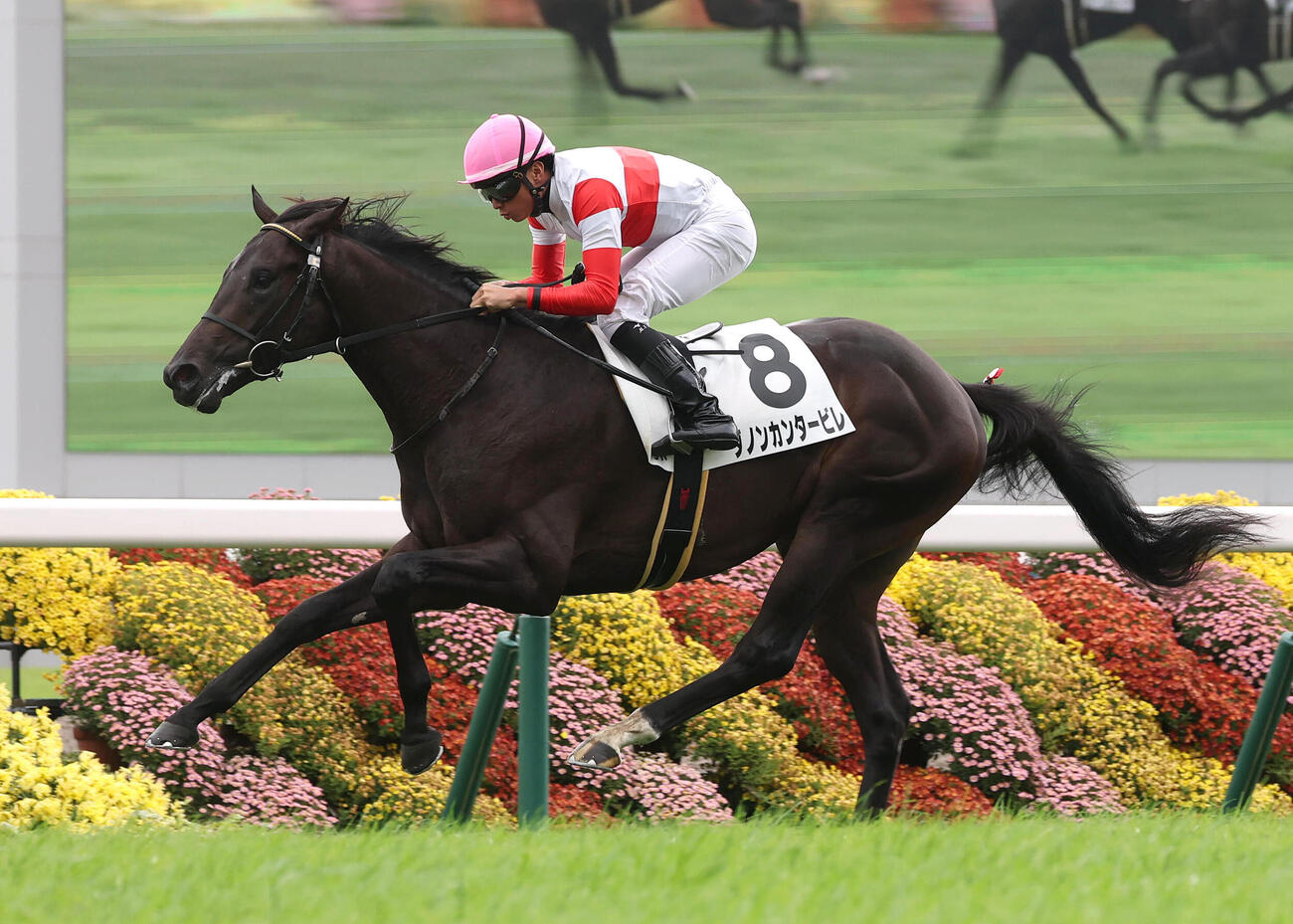 京都5R、直線抜け出して新馬戦を制したダノンカンタービレ（撮影・白石智彦）