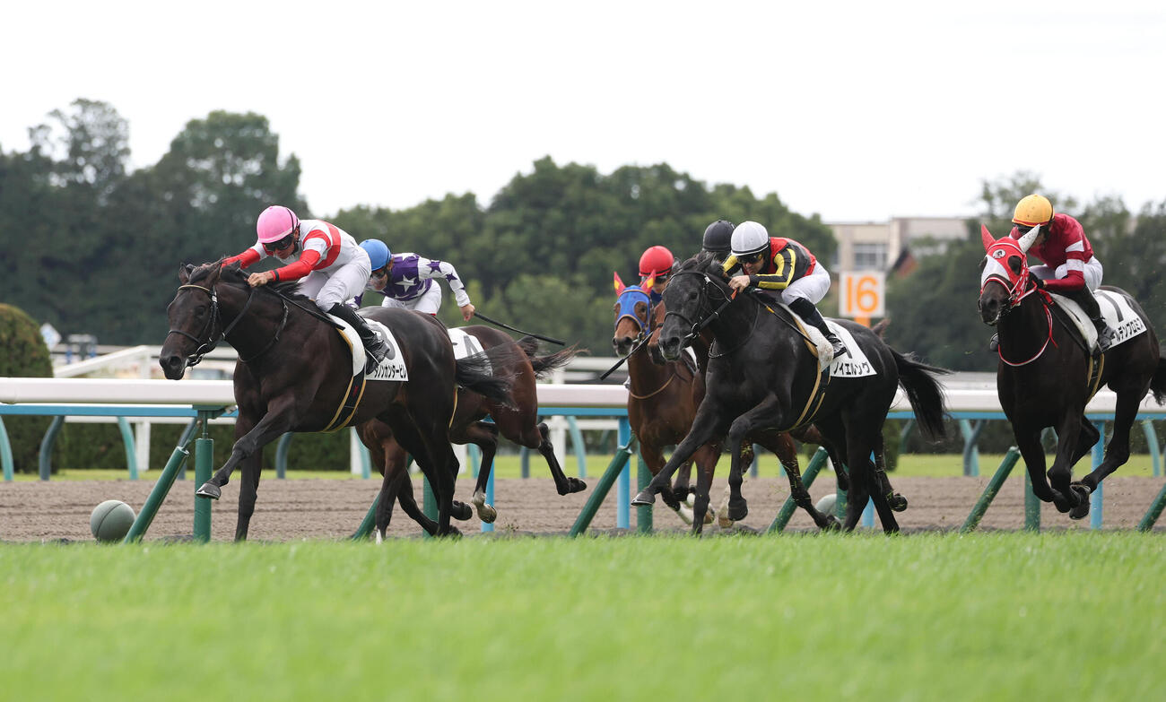 京都5R、直線抜け出して新馬戦を制したダノンカンタービレ（左）（撮影・白石智彦）