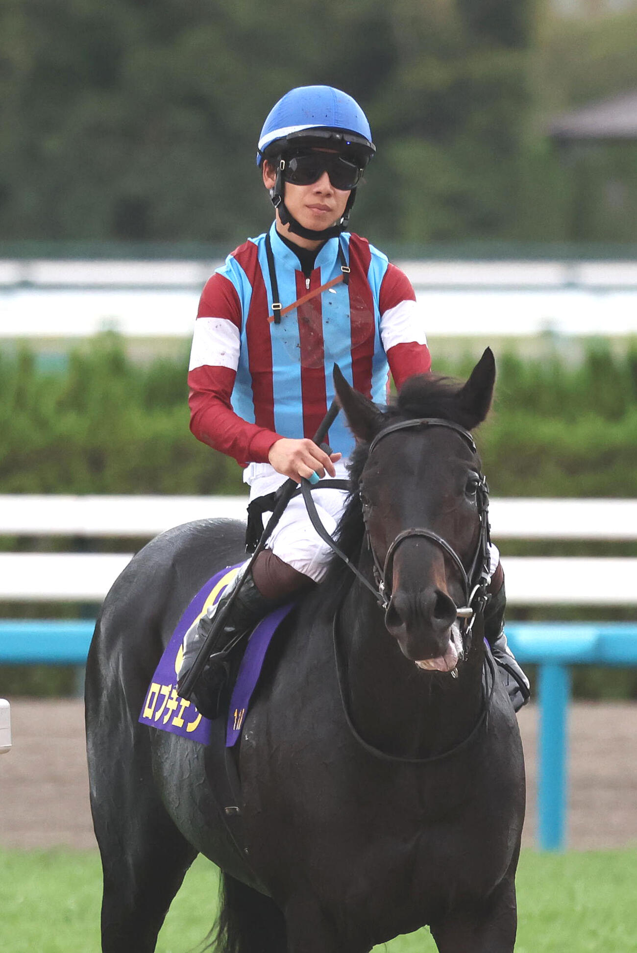 菊花賞14着に敗れた1番人気のロブチェンと松山騎手（撮影・白石智彦）