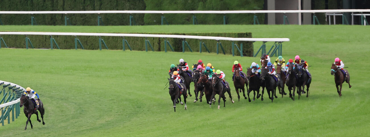 菊花賞の2周目の4コーナー手前、大逃げを打った丹内祐次騎手のキンググローリーはまだリード（撮影・西尾就之）