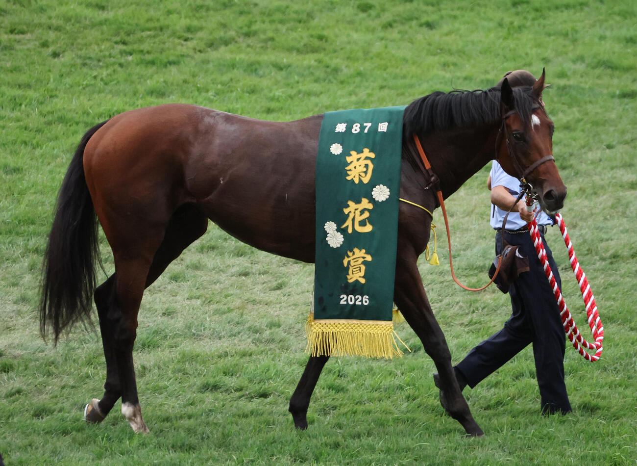 菊花賞の優勝レイをかけて歩くゴーイントゥスカイ（2026年10月撮影）