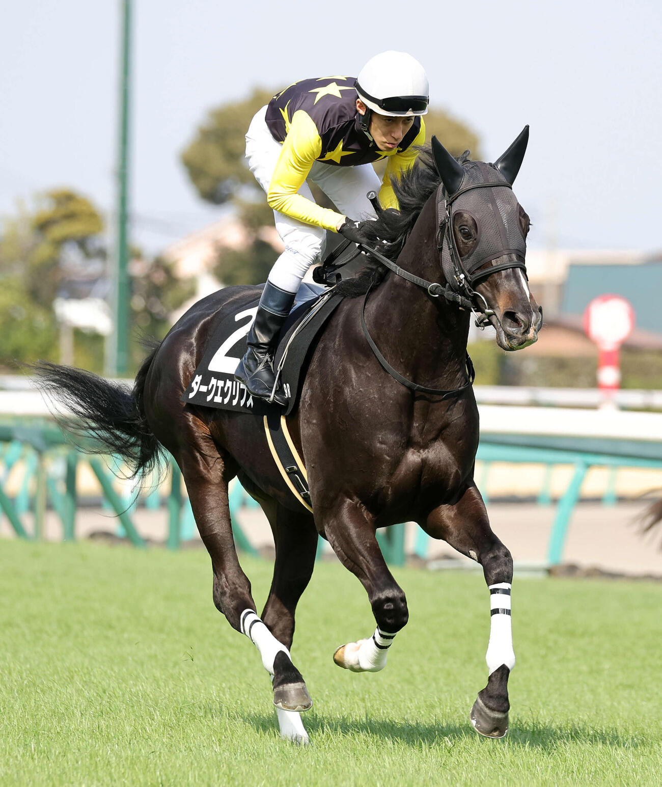 乗馬となるダークエクリプス（2024年撮影）