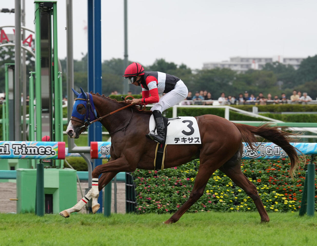 2歳未勝利を制したテキサス（2026年9月13日撮影）